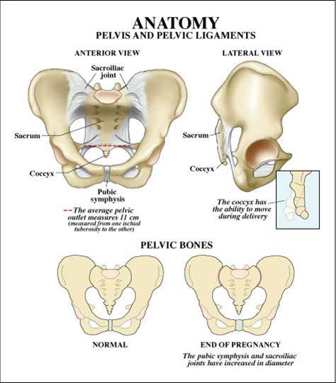 Anatomy of the Pelvis Quiz