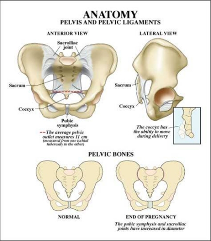 Pelvic anatomy related to shoulder dystocia
